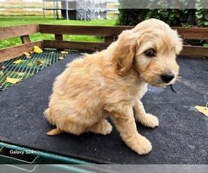 Goldendoodle Puppy for sale in LEON, KS, USA