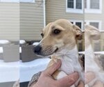 Small Photo #3 Chiweenie Puppy For Sale in Arlington, VA, USA