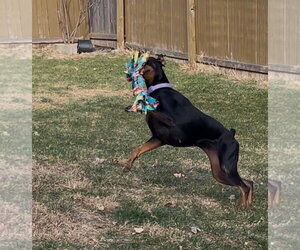 Erika - Female Doberman Pinscher Dog for Adoption - Photo #5