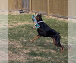 Small #4 Doberman Pinscher