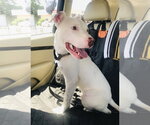 Small #9 American Staffordshire Terrier Mix