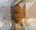 Puppy Sherwood Golden Irish