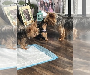 Yorkshire Terrier Puppy for sale in PLAINFIELD, IL, USA