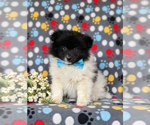 Pomeranian Puppy for sale in CHRISTIANA, PA, USA