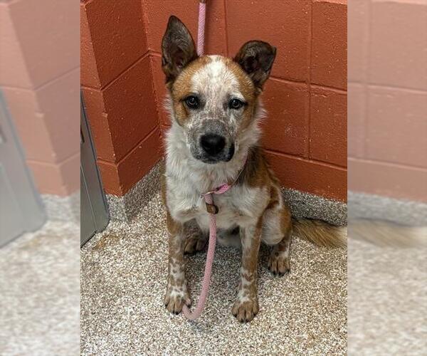 Medium Photo #1 Mutt Puppy For Sale in Pueblo, CO, USA