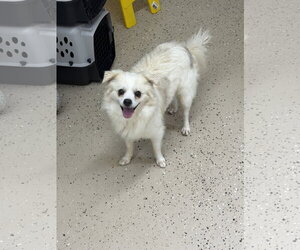 Chihuahua-Unknown Mix Dogs for adoption in York, SC, USA