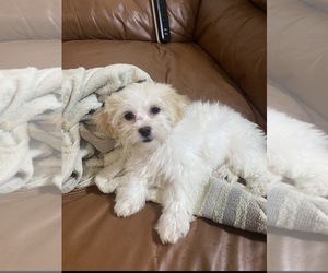 Maltese Puppy for sale in DES PLAINES, IL, USA