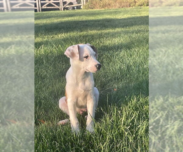 Medium Photo #7 American Bulldog-Unknown Mix Puppy For Sale in Doylestown, PA, USA