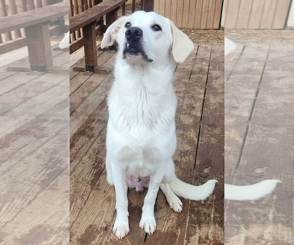 Medium Photo #3 Labrador Retriever-Unknown Mix Puppy For Sale in Wetumpka, AL, USA