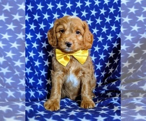 Cocker Spaniel-Poodle (Miniature) Mix Puppy for sale in COCHRANVILLE, PA, USA