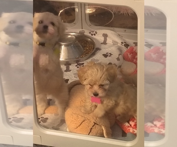 Medium Photo #11 Maltipoo (Miniature) Puppy For Sale in SAN ANTONIO, TX, USA