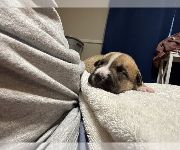 Medium Photo #1 American Staffordshire Terrier-Unknown Mix Puppy For Sale in Holly Springs, NC, USA