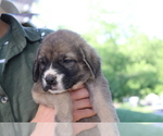 Small Photo #16 Spanish Mastiff Puppy For Sale in DRYDEN, VA, USA