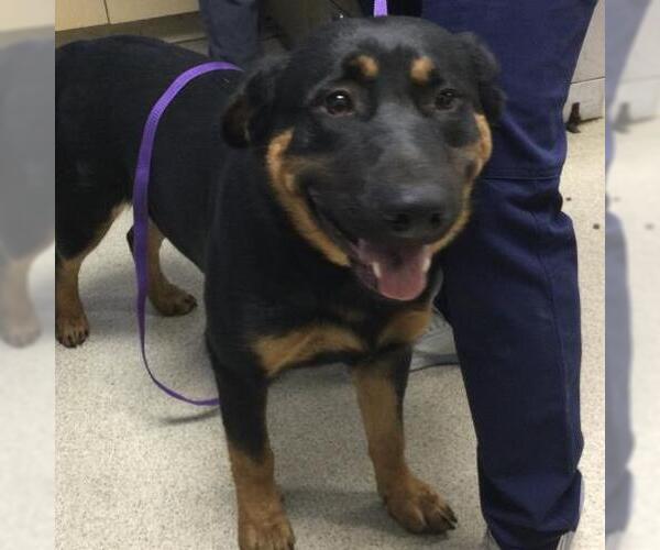 Medium Photo #1 Rottweiler-Unknown Mix Puppy For Sale in Riverside, CA, USA