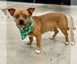 Small Chiweenie