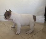 Small Photo #2 French Bulldog Puppy For Sale in YORBA LINDA, CA, USA