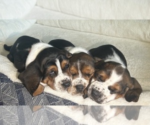 Basset Hound Puppy for sale in KENNEWICK, WA, USA