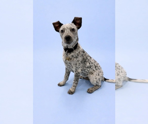 Medium Photo #1 Mutt Puppy For Sale in Sandy, UT, USA