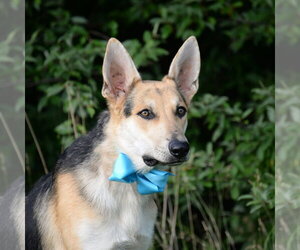 Harrison - Male German Shepherd Dog Dog for Adoption - Photo #20