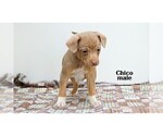 Small #7 Chihuahua