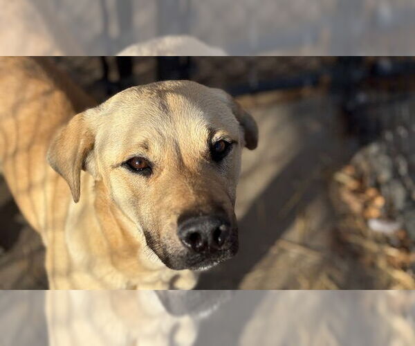 Medium Photo #1 Labrador Retriever-Unknown Mix Puppy For Sale in Tulsa, OK, USA