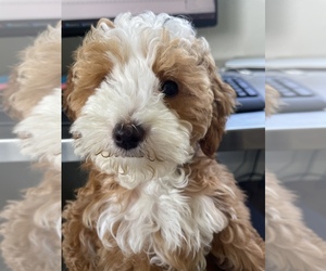 Goldendoodle (Miniature) Puppy for sale in LIGHTHOUSE PT, FL, USA