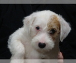 Puppy 1 Parson Russell Terrier
