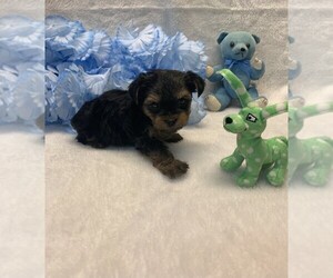 Yorkshire Terrier Puppy for sale in TALALA, OK, USA