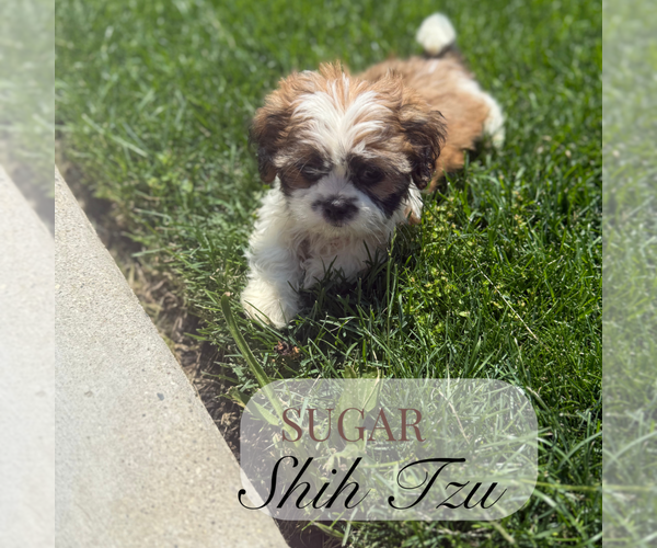 Medium Photo #3 Shih Tzu Puppy For Sale in ELMHURST, IL, USA