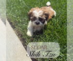 Small #2 Shih Tzu