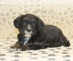 Small #1 Miniature Bernedoodle