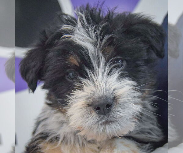 Medium Photo #5 Mutt Puppy For Sale in Huntley, IL, USA