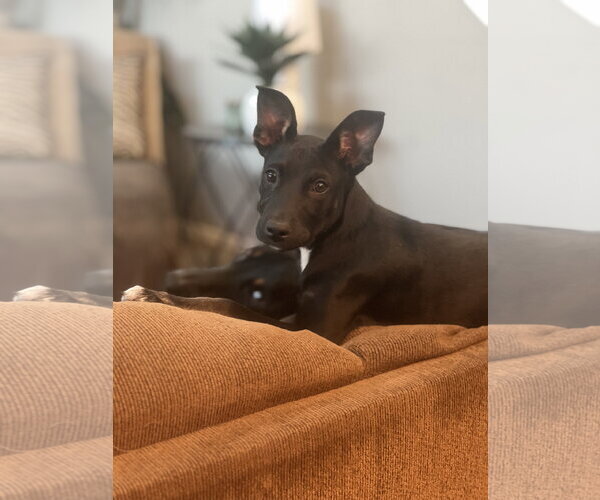 Medium Photo #2 Mutt Puppy For Sale in Queen Creek, AZ, USA