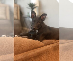 Kora - Female Mutt Dog for Adoption - Photo #2