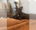 Small Photo #2 Mutt Puppy For Sale in Queen Creek, AZ, USA