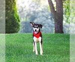 Small #2 Siberian Husky Mix