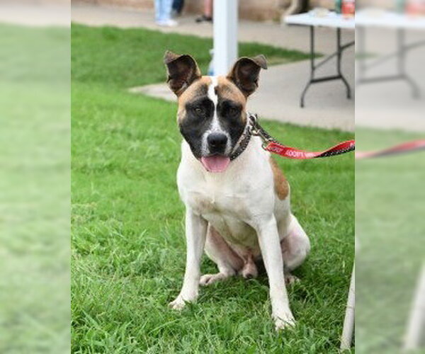 Medium Photo #3 Mutt Puppy For Sale in Glen Allen, VA, USA