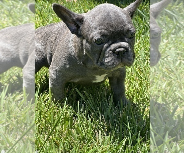 Medium Photo #2 French Bulldog Puppy For Sale in SALINAS, CA, USA