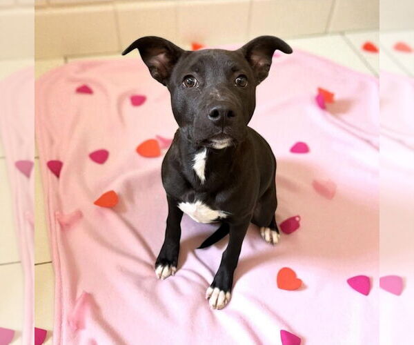 Medium Photo #2 Labrador Retriever-Unknown Mix Puppy For Sale in Canton, CT, USA