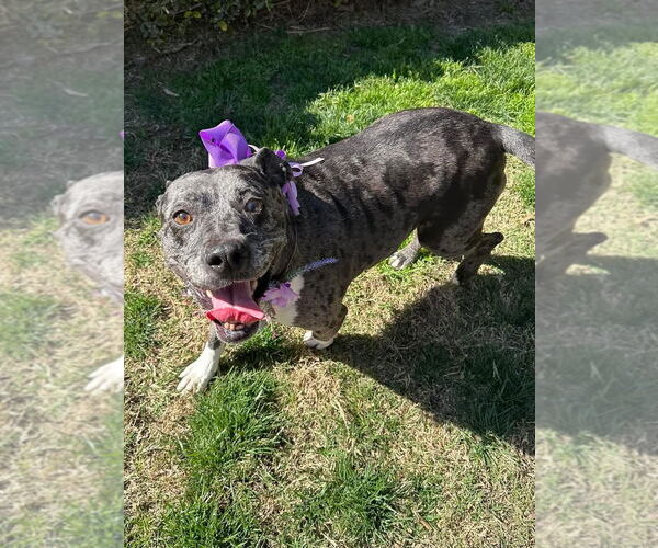 Medium Photo #2 American Pit Bull Terrier-Unknown Mix Puppy For Sale in Redlands, CA, USA