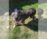 Small #1 American Pit Bull Terrier Mix