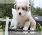 Small Photo #6 Australian Shepherd Puppy For Sale in HANOVER, MD, USA