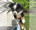Small #4 Miniature Australian Shepherd