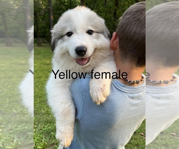 Medium Photo #11 Great Pyrenees Puppy For Sale in KIRBYVILLE, MO, USA