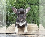 Small #1 French Bulldog