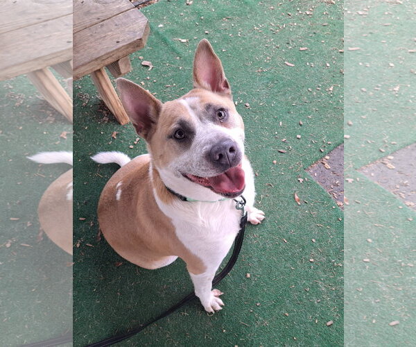 Medium Photo #3 Mutt Puppy For Sale in Clarkesville, GA, USA