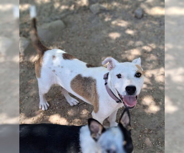 Medium Photo #4 Staffordshire Bull Terrier-Unknown Mix Puppy For Sale in Mountain View, AR, USA