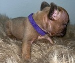 Small #6 French Bulldog