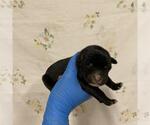 A613152 - Male Mutt Dog for Adoption - Small photo