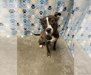 Mutt Dogs for adoption in Rosenberg, TX, USA